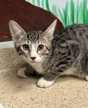 Kitten Kelp -  Domestic Short Hair Cat for Adoption in Seal Beach, California - Kitten Kelp | PetCurious