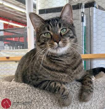 Cosmo -  Domestic Short Hair Cat for Adoption in St. Louis, Missouri - Cosmo | PetCurious
