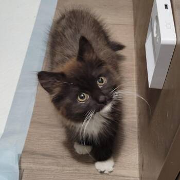 MellyBelly -  Domestic Long Hair Cat for Adoption in Long Beach, California - MellyBelly | PetCurious