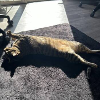 Domestic Short Hair Cats Available for Adoption - Imu | PetCurious