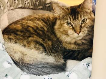 Cleo -  Domestic Long Hair and Maine Coon Cat for Adoption in Herndon, Virginia - Cleo | PetCurious