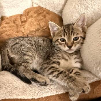 Domestic Short Hair Cats Available for Adoption in Philadelphia, Pennsylvania - Monkey Moo | PetCurious
