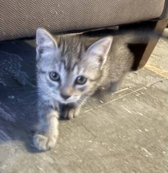Nova -  Domestic Short Hair Cat for Adoption in Oviedo, Florida - Nova | PetCurious