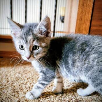 Domestic Short Hair Cats Available for Adoption - Beth | PetCurious