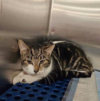 Domestic Short Hair Cats Available for Adoption in Toms River, New Jersey - Sally | PetCurious