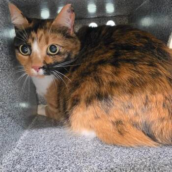 Nubbins -  Domestic Short Hair Cat for Adoption in Knoxville, Tennessee - Nubbins | PetCurious