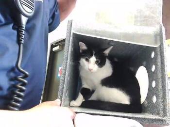 SKIMBALA -  Domestic Short Hair Cat for Adoption in Tulsa, Oklahoma - SKIMBALA | PetCurious