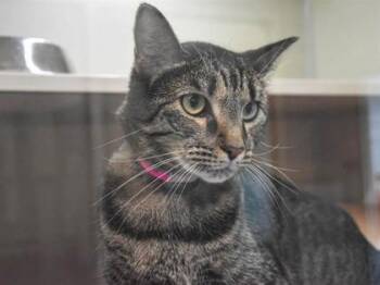 Rescue Domestic Short Hair Cats for Adoption in Longmont, Colorado - Mia | PetCurious