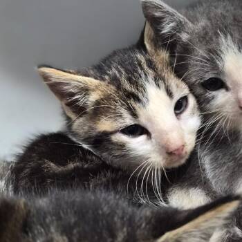 Domestic Short Hair Cats Available for Adoption in Wahiawa, Hawaii - Jalapeno | PetCurious