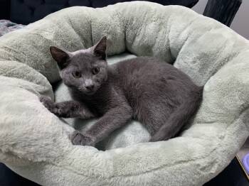 Rescue Domestic Short Hair Cats for Adoption in Vancouver, Washington - Clyde Christine | PetCurious