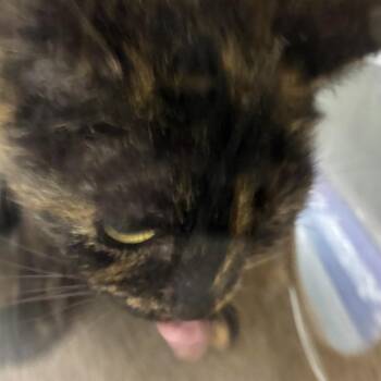72675 -  Domestic Short Hair Cat for Adoption in Harrisonburg, Virginia - 72675 | PetCurious