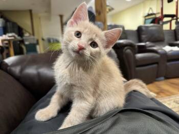 Phoenix -  Tabby Cat for Adoption in Hamilton, Ontario - Phoenix | PetCurious