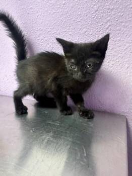 61355896 -  Domestic Short Hair Cat for Adoption in El Paso, Texas - 61355896 | PetCurious