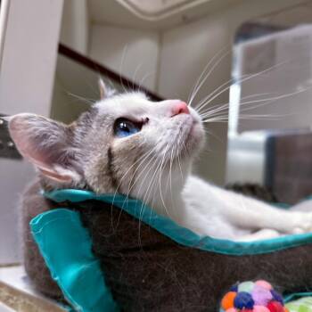 Miss Sullivan -  Domestic Short Hair Cat for Adoption in Cheyenne, Wyoming - Miss Sullivan | PetCurious