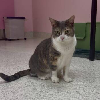 Leela -  Dilute Calico and Domestic Short Hair Cat for Adoption in Dublin, Ohio - Leela | PetCurious