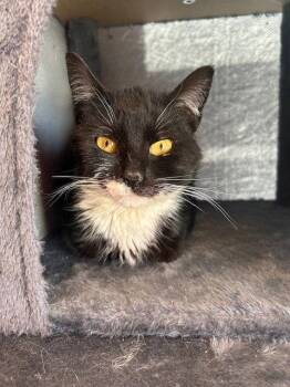 Domestic Short Hair Cats Available for Adoption in Naugatuck, Connecticut - Bibi | PetCurious