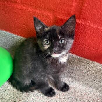 Shale -  Domestic Short Hair Cat for Adoption in Sarasota, Florida - Shale | PetCurious