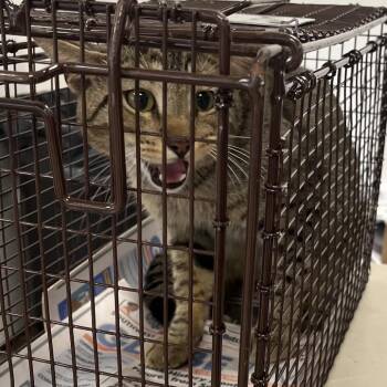 Mr.Biggums -  Domestic Short Hair Cat for Adoption in Philadelphia, Pennsylvania - Mr.Biggums | PetCurious