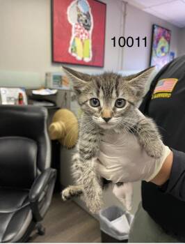 Wonder Woman -  Domestic Short Hair Cat for Adoption in Victorville, California - Wonder Woman | PetCurious