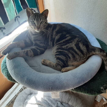 Rescue Domestic Short Hair Cats for Adoption in Redlands, California - Harry Houdini | PetCurious