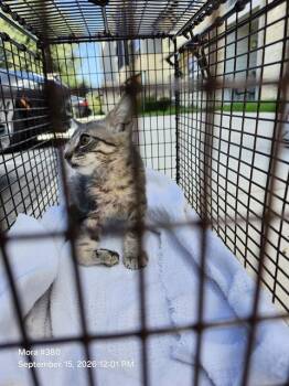 PRETTY -  Domestic Short Hair Cat for Adoption in San Antonio, Texas - PRETTY | PetCurious