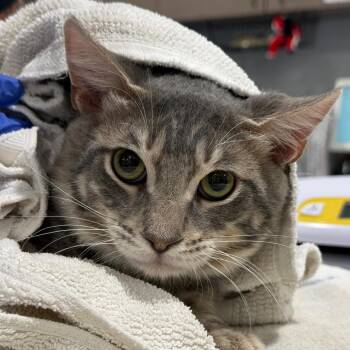 Tapper -  Domestic Short Hair Cat for Adoption in Tucson, Arizona - Tapper | PetCurious