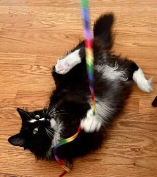 Muffy -  Domestic Medium Hair Cat for Adoption in Stratham, New Hampshire - Muffy | PetCurious