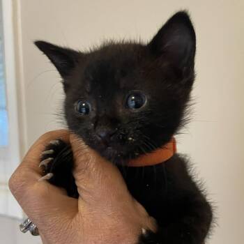 Ted -  Domestic Short Hair Cat for Adoption in Bel Air, Maryland - Ted | PetCurious