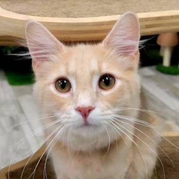 Domestic Medium Hair Cats Available for Adoption in Merrifield, Virginia - Sonny Nelson | PetCurious