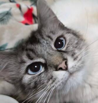 Delilah -  Siamese Cat Available for Adoption in Salinas, California - Delilah | PetCurious