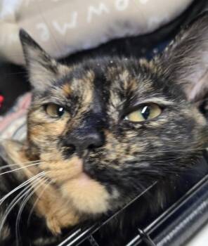 Domestic Short Hair Cats Available for Adoption - 2026-33 Hazel | PetCurious