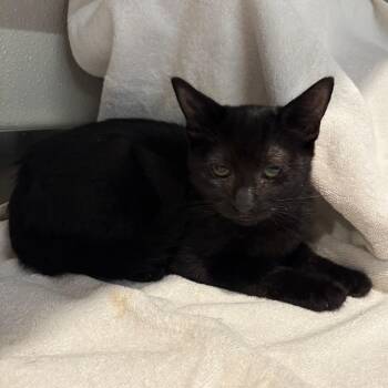 IVHS-Stray-141939 -  Domestic Short Hair Cat for Adoption in San Gabriel, California - IVHS-Stray-141939 | PetCurious