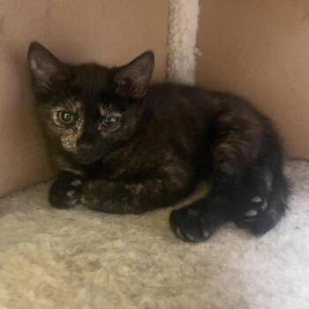 Darby -  Domestic Medium Hair Cat for Adoption in Kansas City, Missouri - Darby | PetCurious