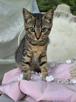 Hickory -  Domestic Short Hair Cat for Adoption in Corydon, Indiana - Hickory | PetCurious
