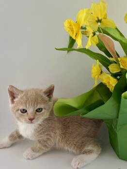 American Shorthair Cats Available for Adoption in Troy, Virginia - Daffodil | PetCurious
