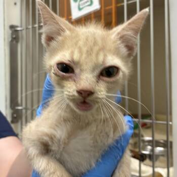 71674 -  Domestic Short Hair Cat for Adoption in Harrisonburg, Virginia - 71674 | PetCurious