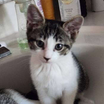 Blue (Wishing Well Kitten 2) -  American Shorthair Cat for Adoption in Westport, Connecticut - Blue (Wishing Well Kitten 2) | PetCurious