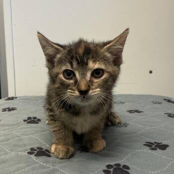 Quinn -  Domestic Short Hair Cat for Adoption in Spruce Pine, North Carolina - Quinn | PetCurious