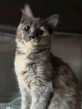 Ob-La-Da (petco) -  Domestic Short Hair Cat for Adoption in Austin, Texas - Ob-La-Da (petco) | PetCurious