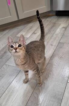 Charlie -  Tabby Cat for Adoption in San Antonio, Texas - Charlie | PetCurious
