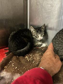 Harper Freeport -  Domestic Short Hair Cat for Adoption in Westbury, New York - Harper Freeport | PetCurious
