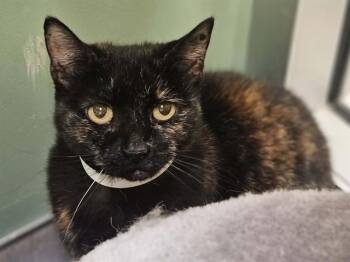 Domestic Short Hair Cats Available for Adoption in Tustin, California - ANGELINA | PetCurious