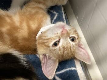 CHEETO DUST -  Domestic Short Hair Cat for Adoption in Tustin, California - CHEETO DUST | PetCurious