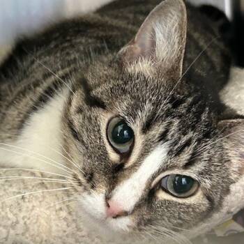 Rescue American Shorthair Cats for Adoption in Poplar Bluff, Missouri - Itsy Bits | PetCurious