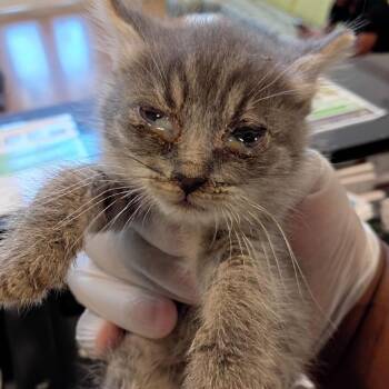 Domestic Short Hair Cats Available for Adoption in Lynchburg, Virginia - Jarvis | PetCurious