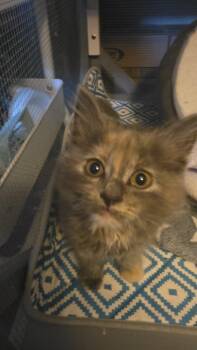 Delaney -  Dilute Tortoiseshell and Domestic Long Hair Cat Available for Adoption in Bristol, Tennessee - Delaney | PetCurious
