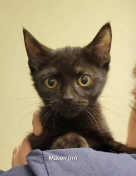 Mason -  Domestic Short Hair Cat for Adoption in Mazon, Illinois - Mason | PetCurious