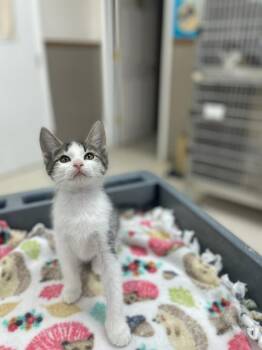 Munchkin -  Domestic Short Hair Cat for Adoption in Neillsville, Wisconsin - Munchkin | PetCurious