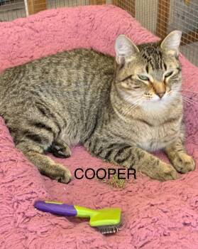Rescue Domestic Short Hair Cats for Adoption in Saint Charles, Missouri - Cooper | PetCurious