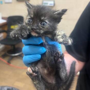 Windy -  Domestic Short Hair Cat for Adoption in Birmingham, Alabama - Windy | PetCurious